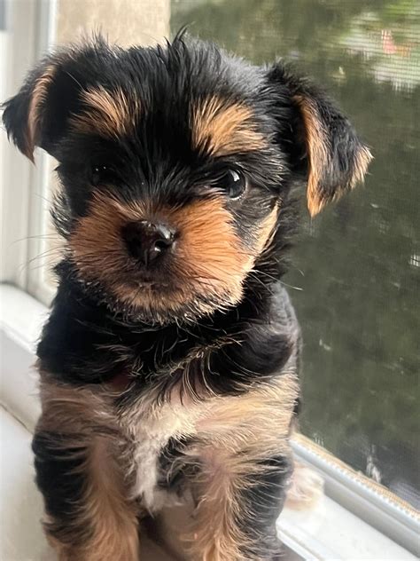 Puppy - Yorkshire Terrier Puppy for Sale in Philadelphia, PA ...