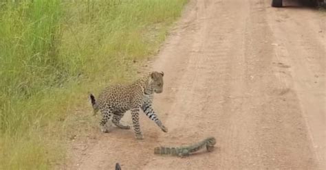 Video: Watch this incredible face-off to death between a leopard cub ...