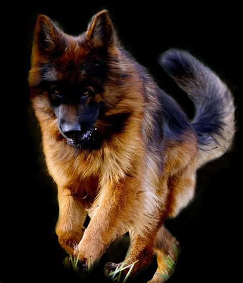 Berger Allemand 的图像结果