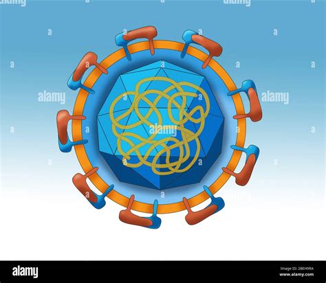 Zika Virus Structure, Illustration Stock Photo - Alamy