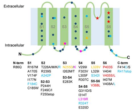 Kv1.1 Channelopathies: Pathophysiological Mechanisms and Therapeutic ...