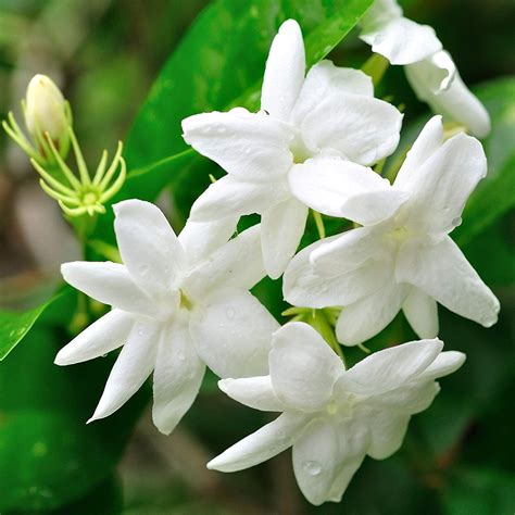 Hardy Jasmine -Deliciously Fragrant - Jasminum Officinale - 1 Plant in ...