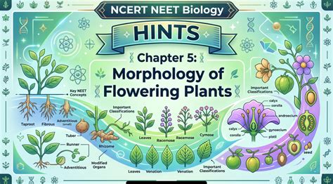 NCERT NEET Biology | Chapter 5 : Morphology of Flowering Plants ...