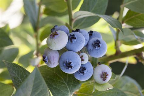 10 Companion Plants for Blueberries That Thrive in Acidic Soil