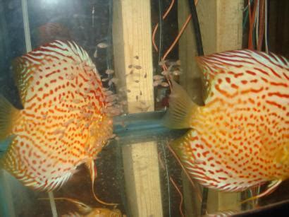 Image result for Discus Albinos