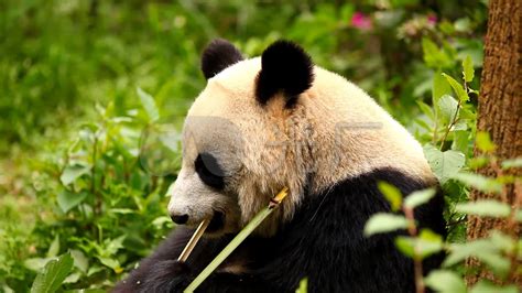 熊猫吃竹叶摄影图__国内旅游_旅游摄影_摄影图库_昵图网nipic.com