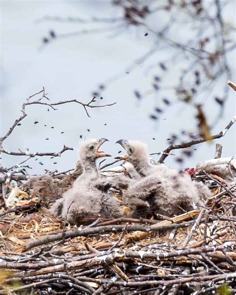 Baby Bald Eagles: All You Need to Know
