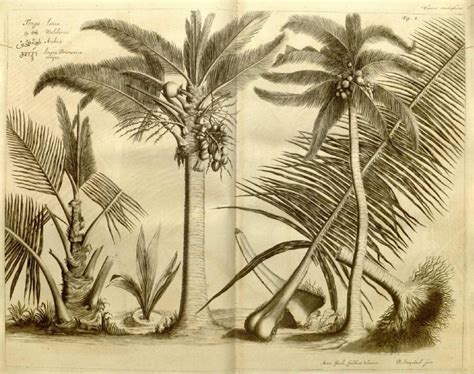 A Kerala Botanist's Affair With an Unlikely 17th Century Book