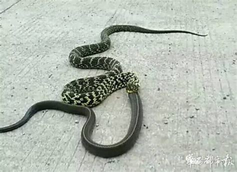 蛇吃蛇视频_眼镜王蛇vs黑曼巴蛇 - 随意云