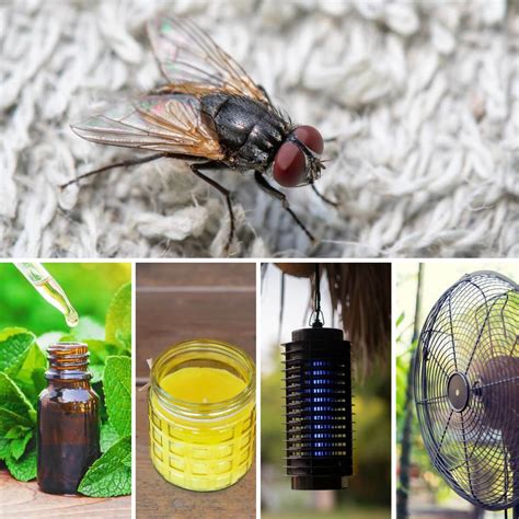 8 Proven Ways to Get Rid of Flies in Your Backyard – HOMYSTYLE