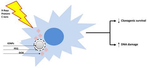 Particle Therapy to Overcome Cancer Radiation Resistance: “ARCHADE ...