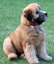 soft coated wheaten terrier haircut dog wheaten soft coated wheaten terrier 187 info pictures more soft coated wheaten terrier haircut dog wheaten soft coated wheaten terrier 187 info pictures more