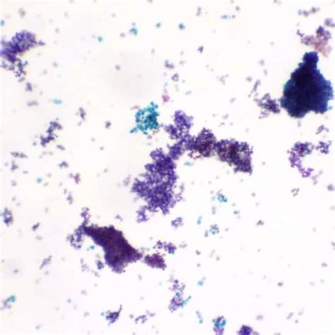 Cole-Parmer Prepared Slide, Budding Yeast from Cole-Parmer India