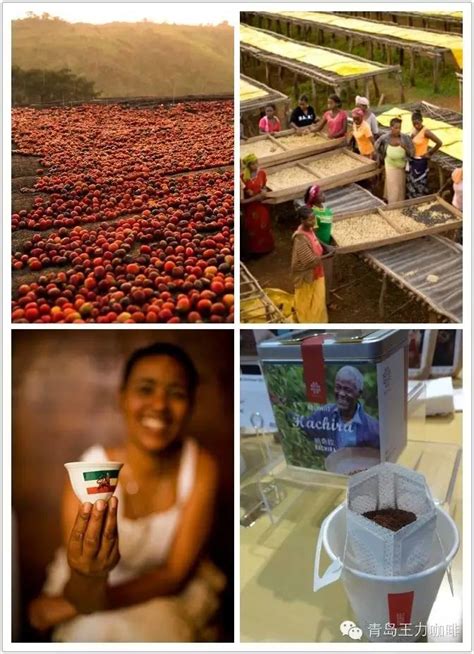 网上哪能买到咖啡豆?咖啡豆去哪买好?卢旺达穆修伊处理厂水洗处理 中国咖啡网