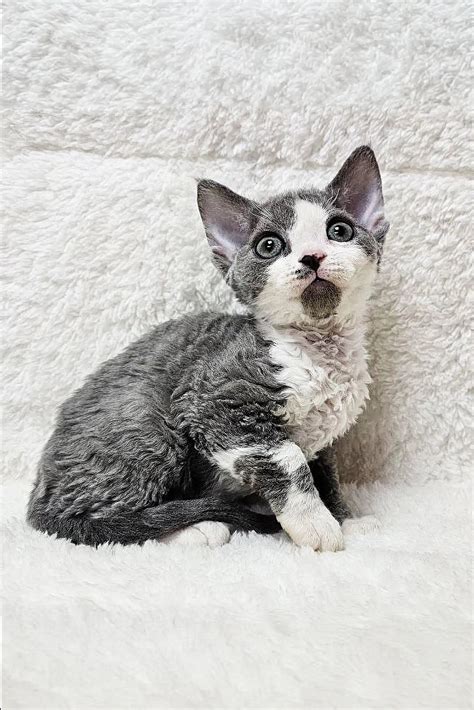 Cherry the Devon Rex Kitten Unique Blue Bicolor