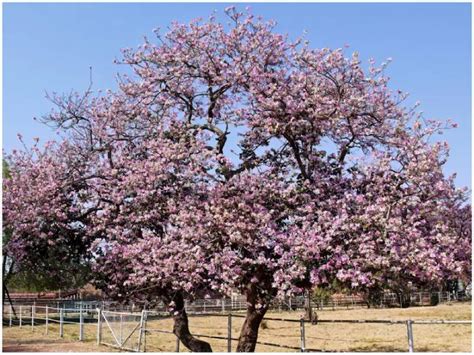 Grand flag hoisting at Ram Mandir on 25 November; PM Modi to raise 191 ...