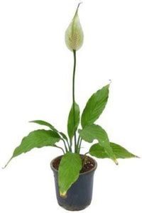 Infinite Green Peace Lily Plant Price in India - Buy Infinite Green ...