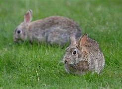 Image result for Cute Rabbits and Bunnies
