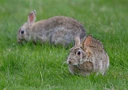 Image result for Cutest Bunny Rabbits