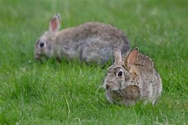 Image result for Images of White Rabbits