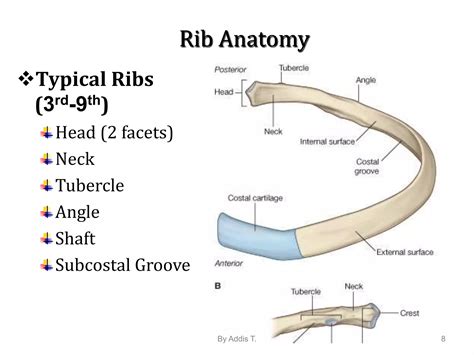 Anatomy of Vertebral column for physioterapy (4).ppt