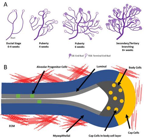 The Role of Csmd1 during Mammary Gland Development