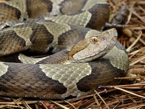 Maryland Biodiversity Project - Eastern Copperhead (Agkistrodon contortrix)