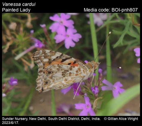 Vanessa cardui | Butterfly