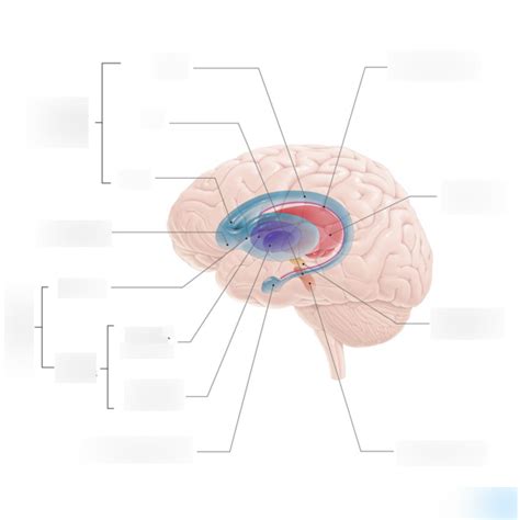 Diagram of Basal Nucleus | Quizlet