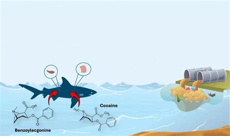 Cocaine sharks are terrorising divers off the Caribbean