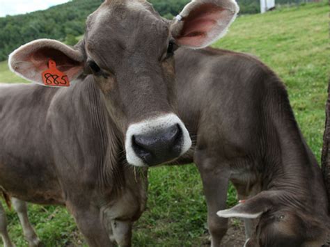 You so pretty! Brown Swiss . | Breeds, Cow, Dairy cows