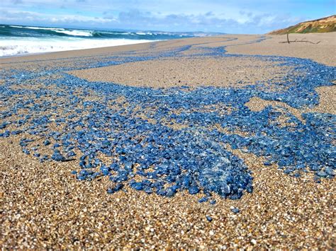 Thousands of unusual sea creatures wash up on California beaches