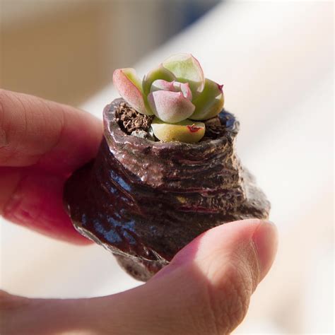 Image result for Winterizing Raspberry Plants