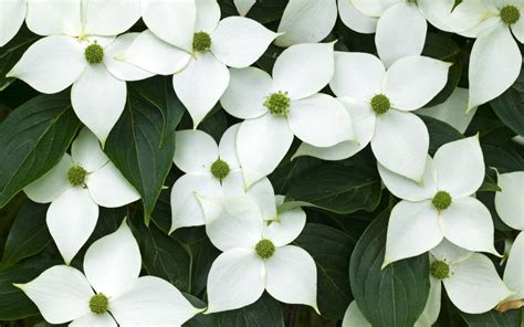 Wallpaper Four petals of white flowers 1920x1200 Picture, Image
