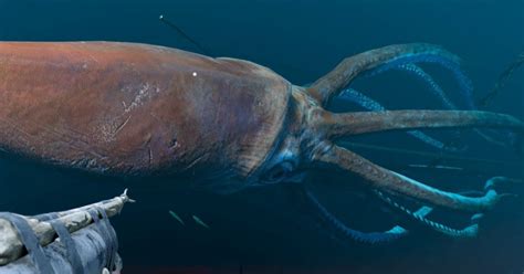 Scientists Found A Giant Squid Deep Down The Ocean - MobyGeek.com
