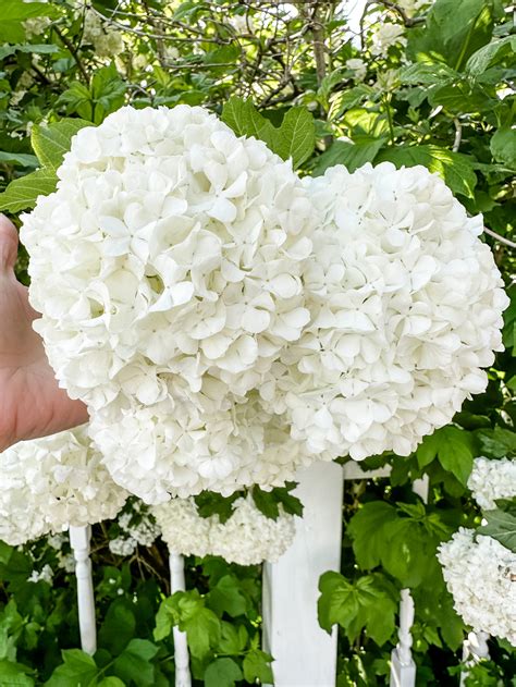Japanese Snowball Bush vs. Hydrangeas: What's the difference? — dolly & bud