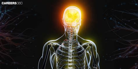 Image result for Peripheral Nervous System