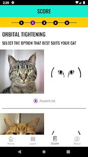 Download and Play Feline Grimace Scale on PC & Mac with MuMuPlayer ...