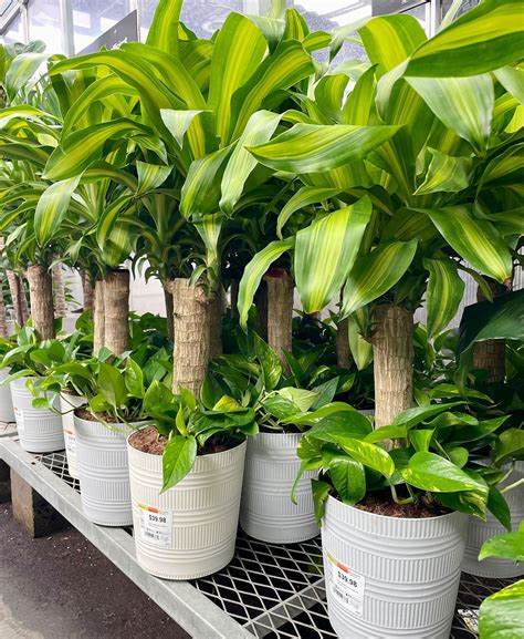 Corn Plant - Care Guide | Young House Love