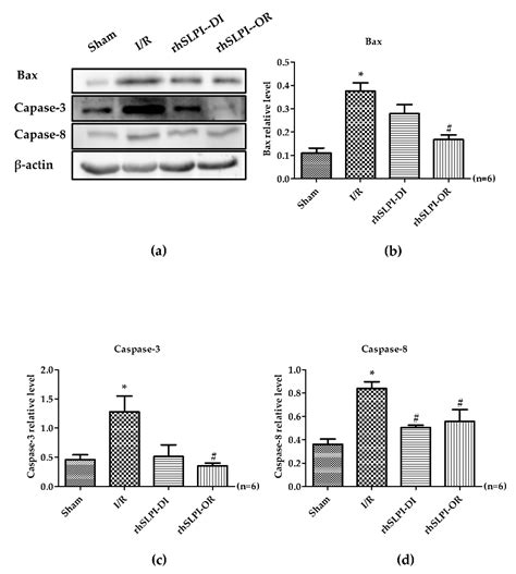 Post-Ischemic Treatment of Recombinant Human Secretory Leukocyte ...