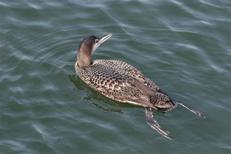 Common Loon, Gavia immer
