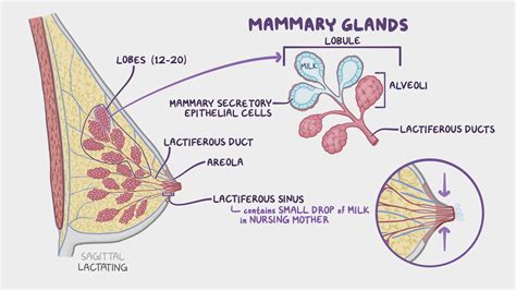 Mammary Gland Anatomy