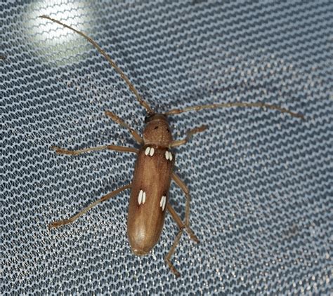 About Ivory-marked Beetle - Maryland Biodiversity Project