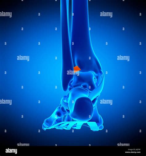 Illustration of the anterior tibiofibular ligament Stock Photo - Alamy