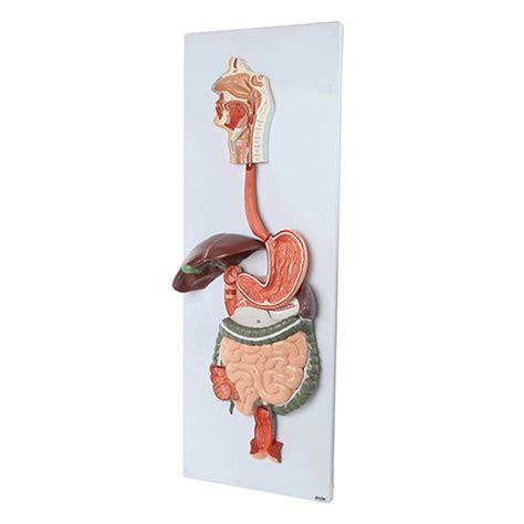Image result for Digestive System Making Model