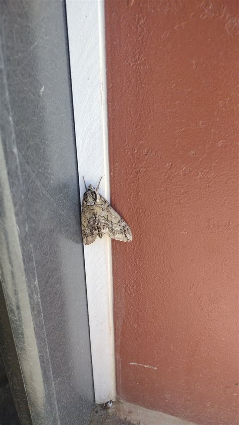 Image result for Moth Identifier