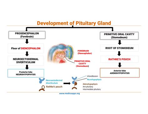 Neurohypophysis Of Pituitary Gland