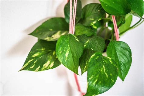 Devil's Ivy Care Guide (Epipremnum aureum/ trailing pothos)