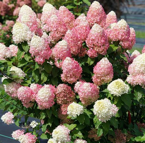Proven Winners® Shrub Plants|Hydrangea Paniculata - Quick Fire Fab ...