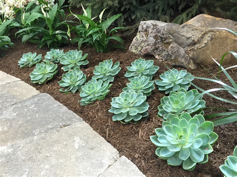 Succulents at the 2015 Indiana Flower and Patio Show [Backyard Neophyte ...